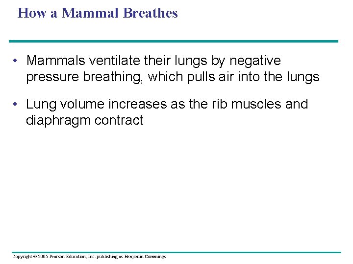 How a Mammal Breathes • Mammals ventilate their lungs by negative pressure breathing, which