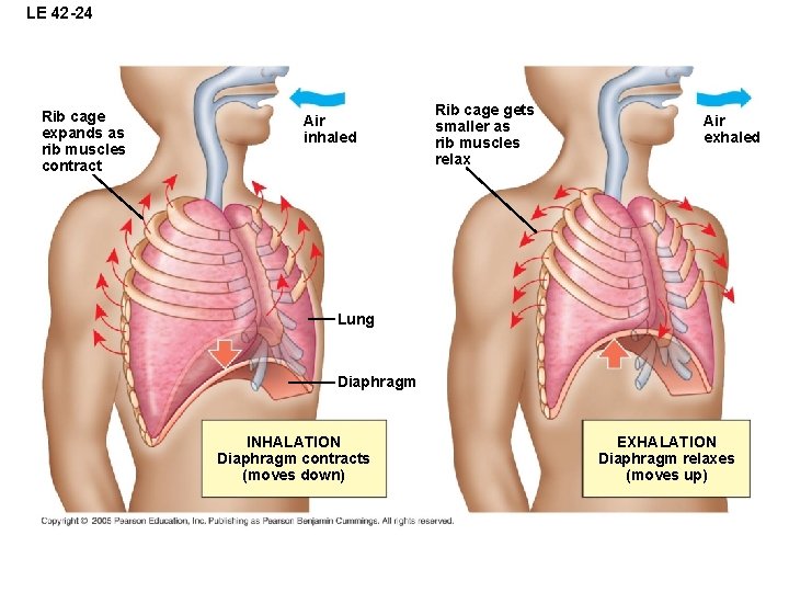 LE 42 -24 Rib cage expands as rib muscles contract Air inhaled Rib cage