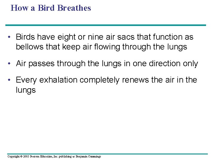 How a Bird Breathes • Birds have eight or nine air sacs that function