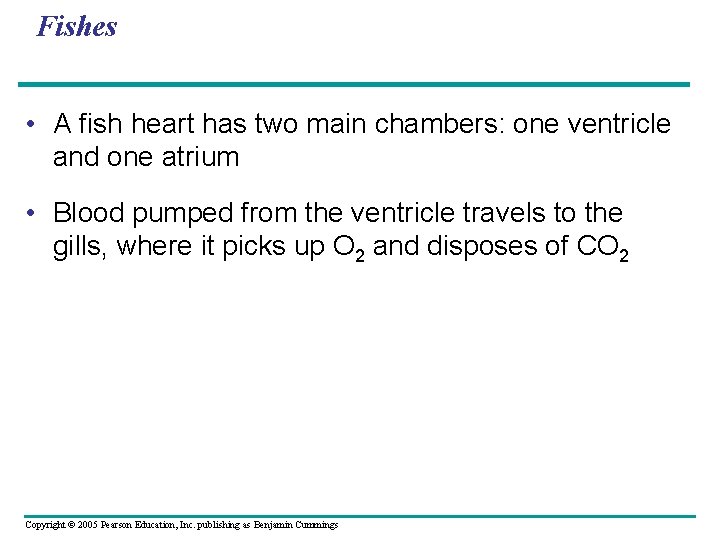 Fishes • A fish heart has two main chambers: one ventricle and one atrium