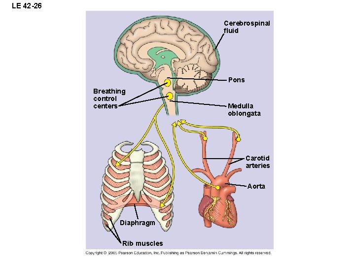 LE 42 -26 Cerebrospinal fluid Pons Breathing control centers Medulla oblongata Carotid arteries Aorta