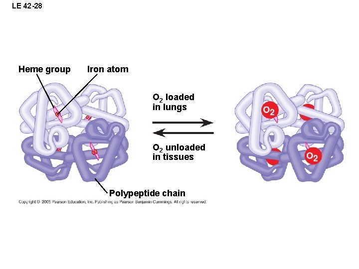 LE 42 -28 Heme group Iron atom O 2 loaded in lungs O 2