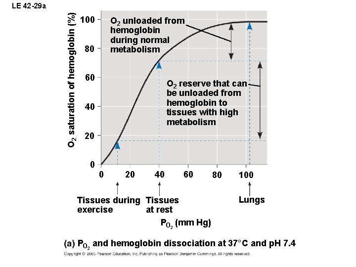 O 2 saturation of hemoglobin (%) LE 42 -29 a 100 O 2 unloaded