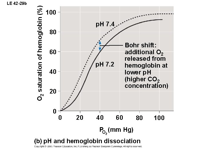 O 2 saturation of hemoglobin (%) LE 42 -29 b 100 p. H 7.