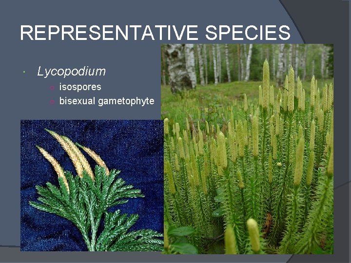 REPRESENTATIVE SPECIES Lycopodium ○ isospores ○ bisexual gametophyte 