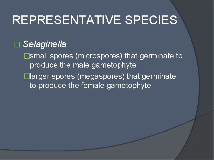 REPRESENTATIVE SPECIES � Selaginella �small spores (microspores) that germinate to produce the male gametophyte