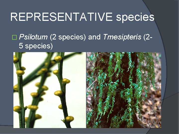 REPRESENTATIVE species � Psilotum (2 species) and Tmesipteris (25 species) 