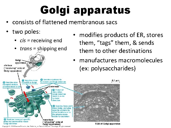 Golgi apparatus • consists of flattened membranous sacs • two poles: • modifies products Golgi apparatus • consists of flattened membranous sacs • two poles: • modifies products