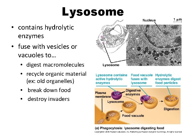 Lysosome • contains hydrolytic enzymes • fuse with vesicles or vacuoles to… • digest Lysosome • contains hydrolytic enzymes • fuse with vesicles or vacuoles to… • digest