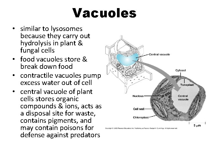 Vacuoles • similar to lysosomes because they carry out hydrolysis in plant & fungal Vacuoles • similar to lysosomes because they carry out hydrolysis in plant & fungal