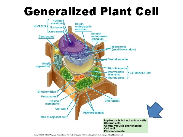 Generalized Plant Cell Generalized Plant Cell