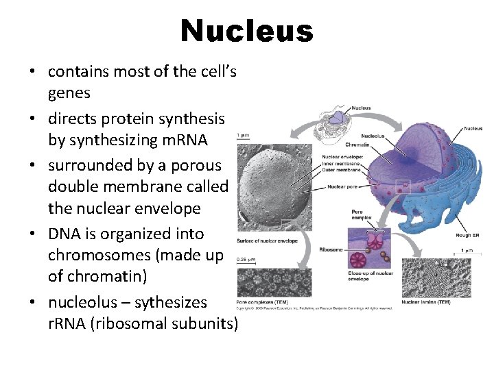 Nucleus • contains most of the cell’s genes • directs protein synthesis by synthesizing Nucleus • contains most of the cell’s genes • directs protein synthesis by synthesizing