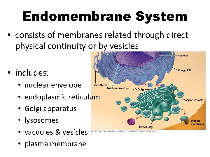 Endomembrane System • consists of membranes related through direct physical continuity or by vesicles Endomembrane System • consists of membranes related through direct physical continuity or by vesicles