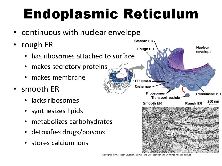 Endoplasmic Reticulum • continuous with nuclear envelope • rough ER • has ribosomes attached Endoplasmic Reticulum • continuous with nuclear envelope • rough ER • has ribosomes attached
