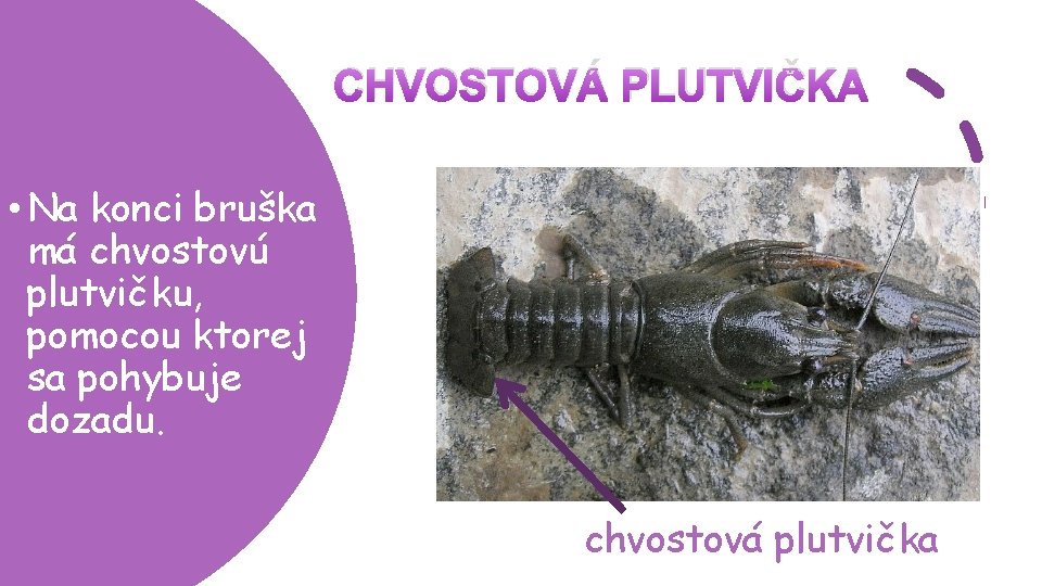 CHVOSTOVÁ PLUTVIČKA • Na konci bruška má chvostovú plutvičku, pomocou ktorej sa pohybuje dozadu.