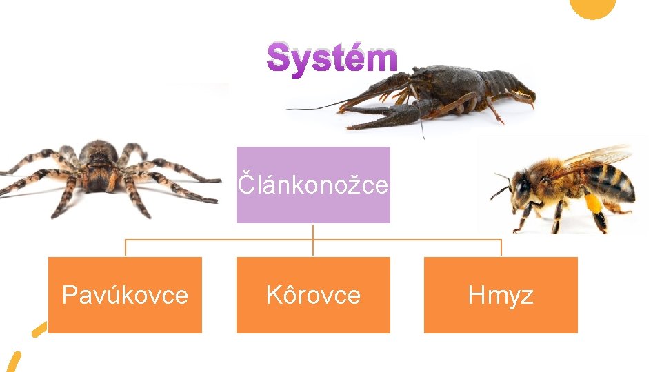 Systém Článkonožce Pavúkovce Kôrovce Hmyz 