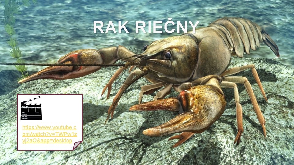 RAK RIEČNY https: //www. youtube. c om/watch? v=TWPw 1 z yj 2 a. Q&app=desktop