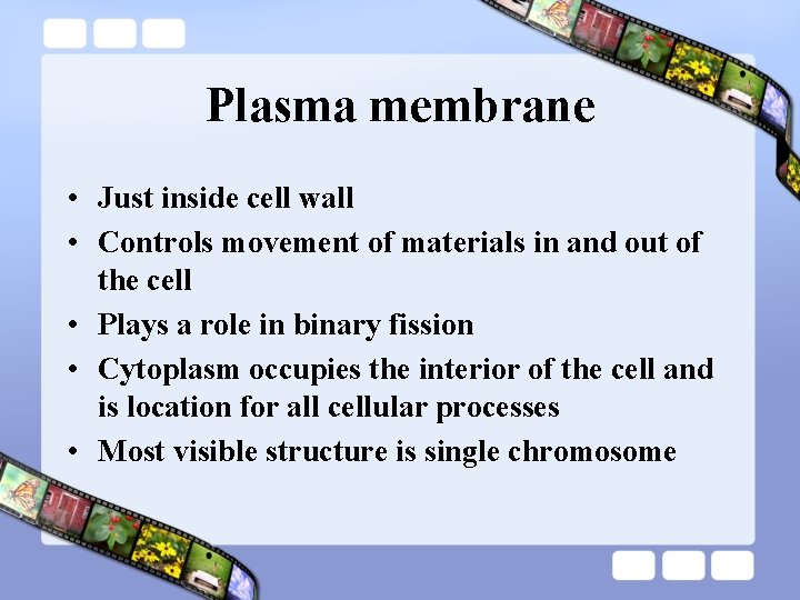 Plasma membrane • Just inside cell wall • Controls movement of materials in and Plasma membrane • Just inside cell wall • Controls movement of materials in and
