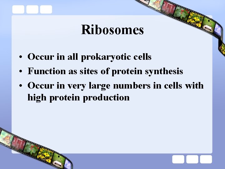 Ribosomes • Occur in all prokaryotic cells • Function as sites of protein synthesis Ribosomes • Occur in all prokaryotic cells • Function as sites of protein synthesis