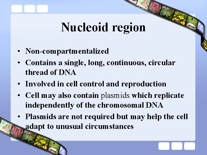 Nucleoid region • Non-compartmentalized • Contains a single, long, continuous, circular thread of DNA Nucleoid region • Non-compartmentalized • Contains a single, long, continuous, circular thread of DNA