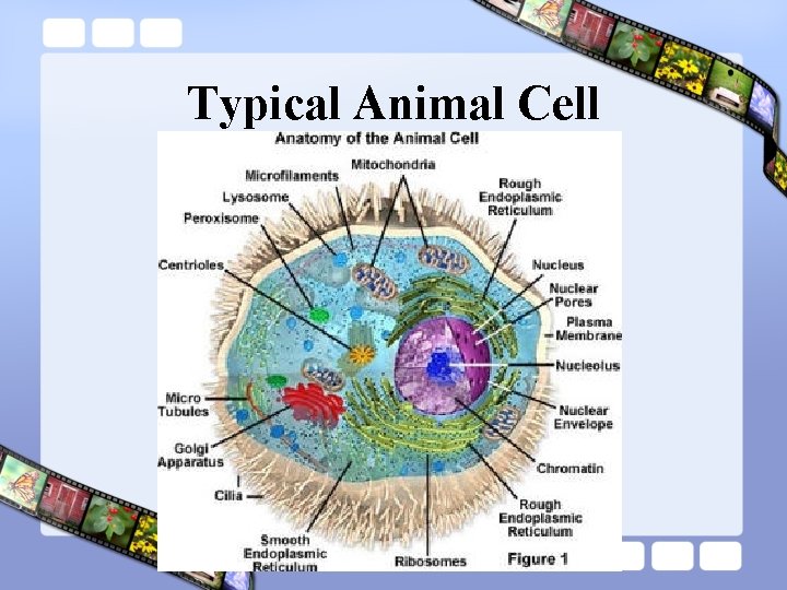 Typical Animal Cell Typical Animal Cell