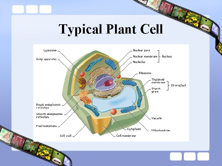Typical Plant Cell Typical Plant Cell