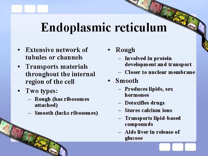 Endoplasmic reticulum • Extensive network of tubules or channels • Transports materials throughout the Endoplasmic reticulum • Extensive network of tubules or channels • Transports materials throughout the