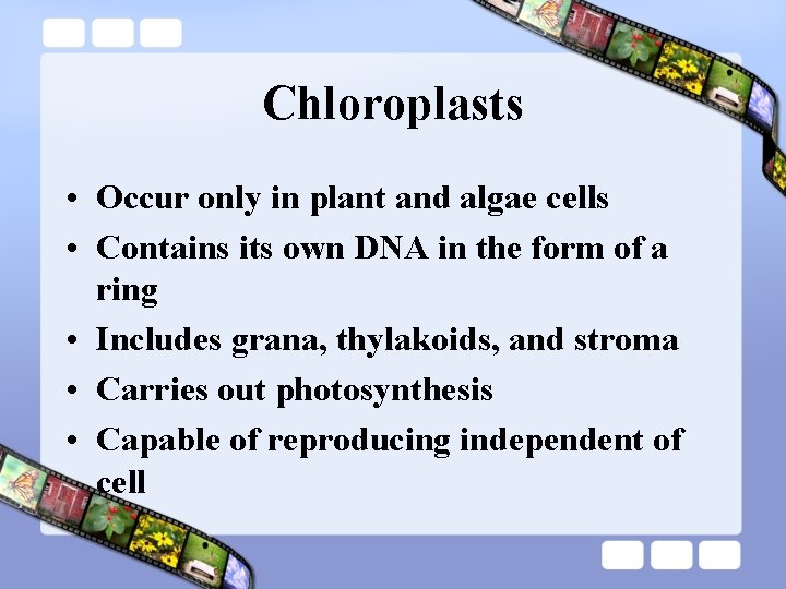 Chloroplasts • Occur only in plant and algae cells • Contains its own DNA Chloroplasts • Occur only in plant and algae cells • Contains its own DNA