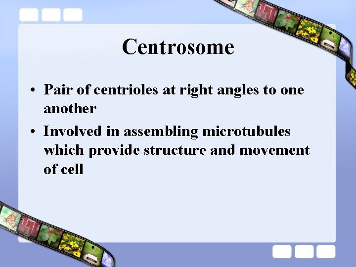 Centrosome • Pair of centrioles at right angles to one another • Involved in Centrosome • Pair of centrioles at right angles to one another • Involved in