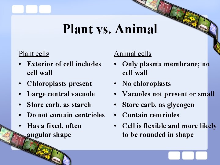 Plant vs. Animal Plant cells • Exterior of cell includes cell wall • Chloroplasts Plant vs. Animal Plant cells • Exterior of cell includes cell wall • Chloroplasts