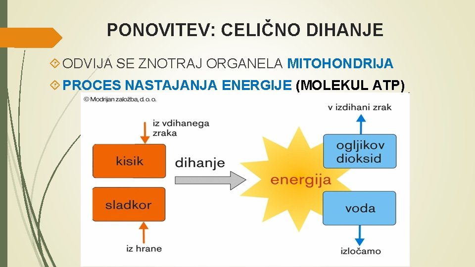 PONOVITEV: CELIČNO DIHANJE ODVIJA SE ZNOTRAJ ORGANELA MITOHONDRIJA PROCES NASTAJANJA ENERGIJE (MOLEKUL ATP) 