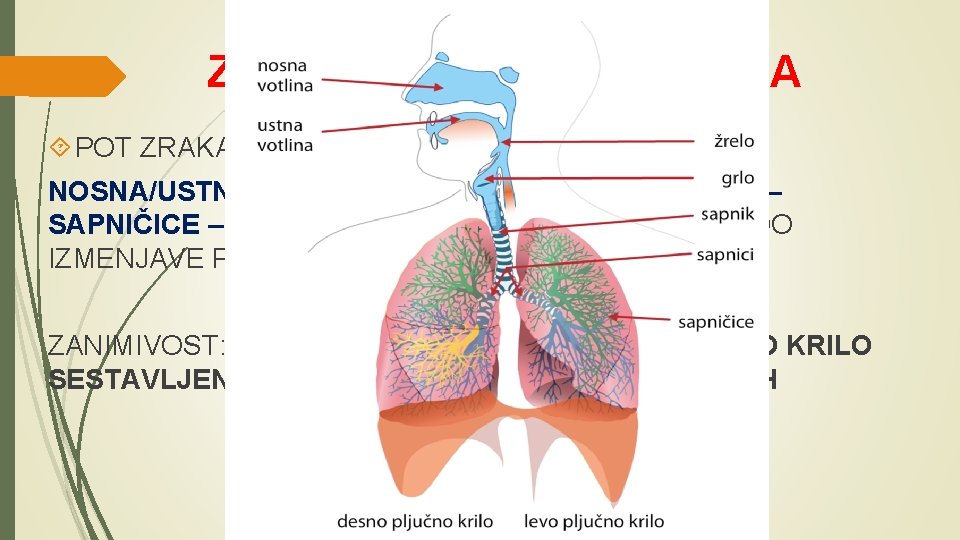 ZGRADBA DIHAL ČLOVEKA POT ZRAKA DO PLUČNIH MEŠIČKOV: NOSNA/USTNA VOTLINA – ŽRELO – GRLO