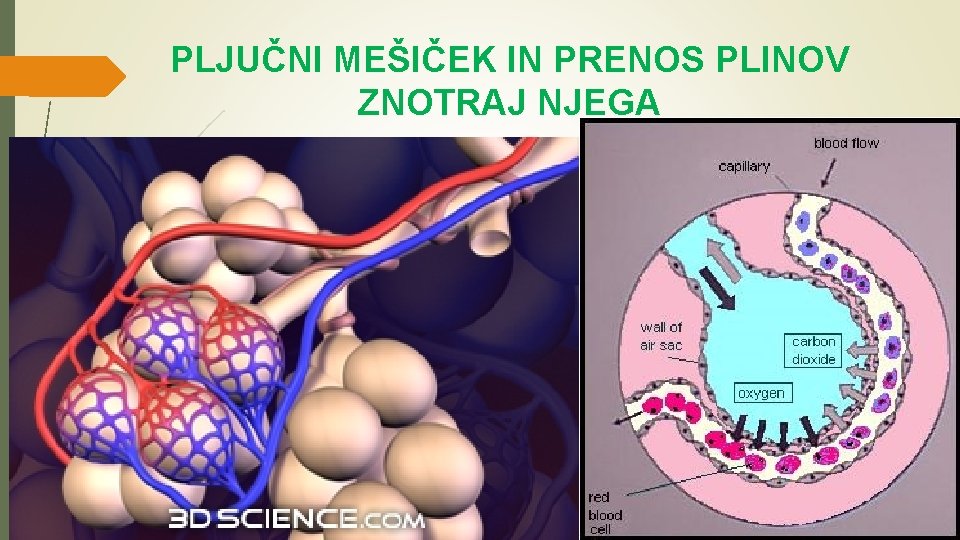 PLJUČNI MEŠIČEK IN PRENOS PLINOV ZNOTRAJ NJEGA 