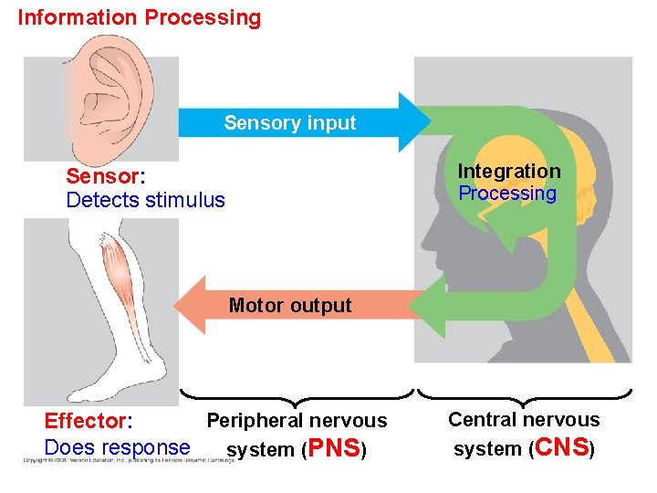 Information Processing Sensory input Integration Processing Sensor: Detects stimulus Motor output Peripheral nervous Effector: