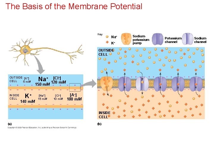 The Basis of the Membrane Potential Key Na+ K+ OUTSIDE CELL OUTSIDE [K+] CELL