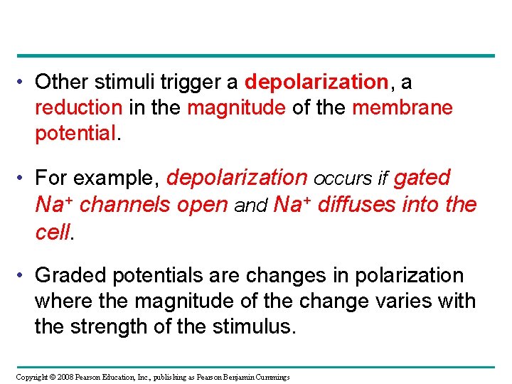  • Other stimuli trigger a depolarization, a reduction in the magnitude of the