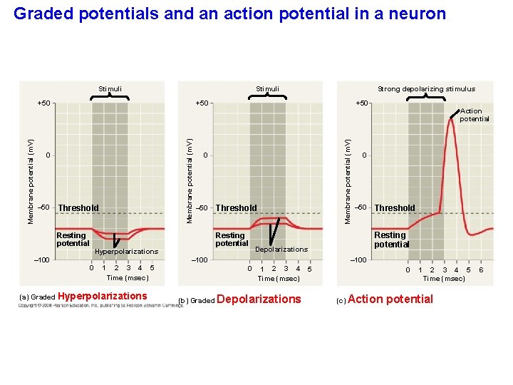 Graded potentials and an action potential in a neuron Stimuli +50 0 Threshold Resting