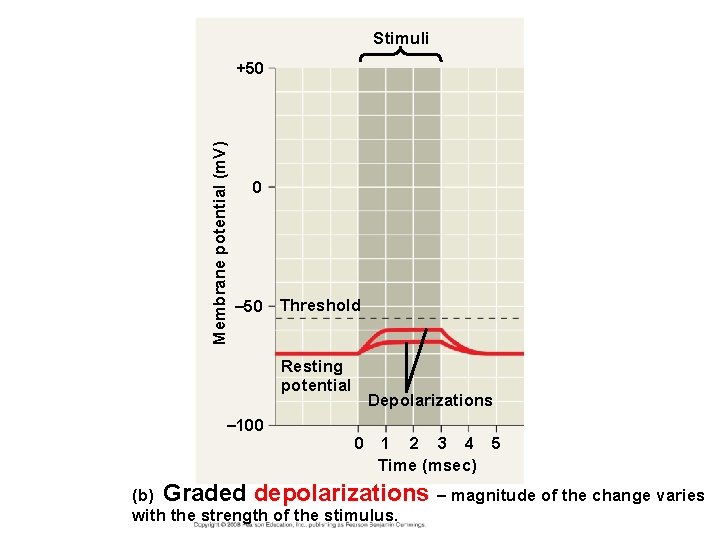 Stimuli Membrane potential (m. V) +50 0 – 50 Threshold Resting potential – 100