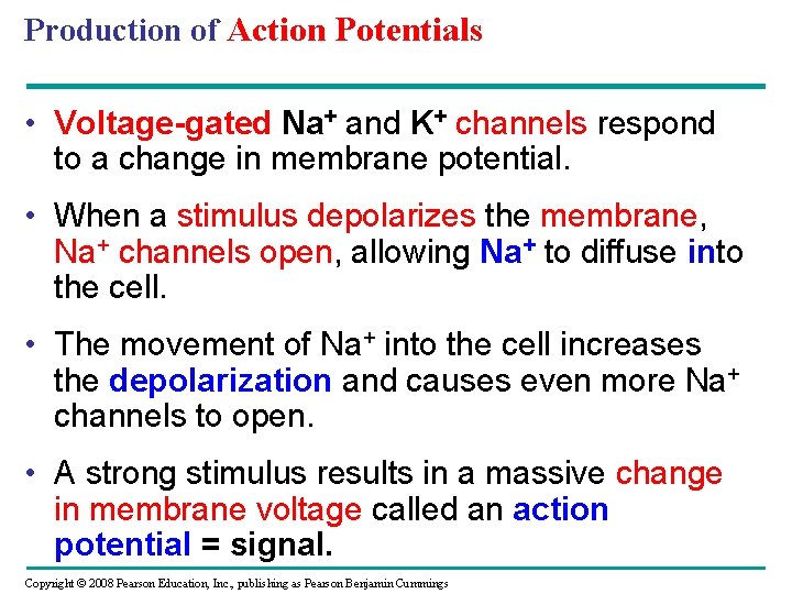 Production of Action Potentials • Voltage-gated Na+ and K+ channels respond to a change