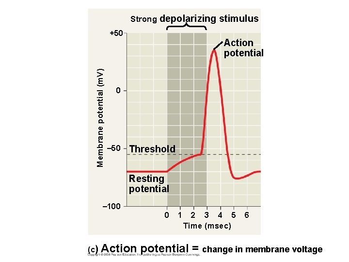 Strong depolarizing stimulus Membrane potential (m. V) +50 Action potential 0 – 50 Threshold