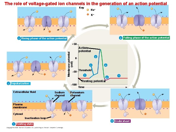 The role of voltage-gated ion channels in the generation of an action potential Key