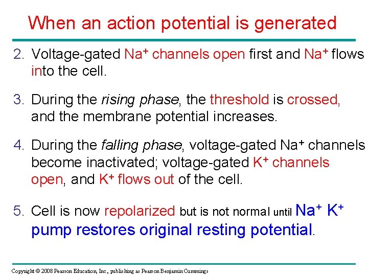 When an action potential is generated 2. Voltage-gated Na+ channels open first and Na+