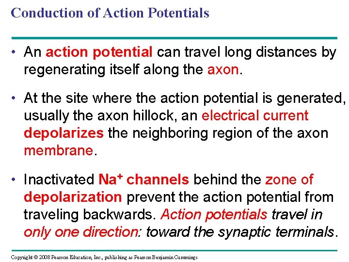 Conduction of Action Potentials • An action potential can travel long distances by regenerating