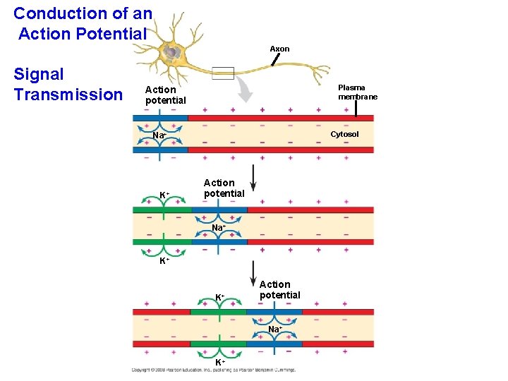 Conduction of an Action Potential Axon Signal Transmission Plasma membrane Action potential Cytosol Na+