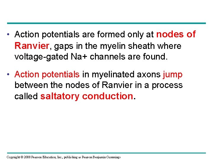  • Action potentials are formed only at nodes of Ranvier, gaps in the