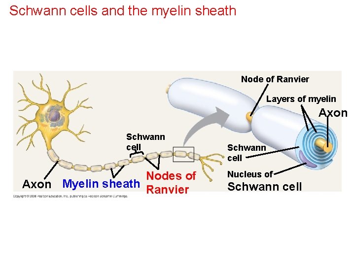 Schwann cells and the myelin sheath Node of Ranvier Layers of myelin Axon Schwann