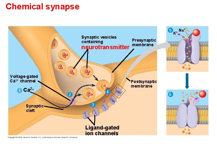 Chemical synapse 5 Synaptic vesicles containing neurotransmitter Voltage-gated Ca 2+ channel 1 Ca 2+