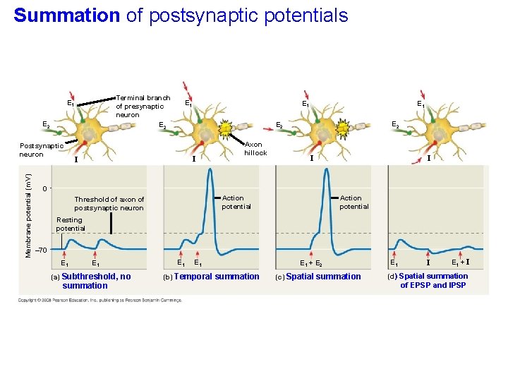 Summation of postsynaptic potentials Terminal branch of presynaptic neuron E 2 E 1 E