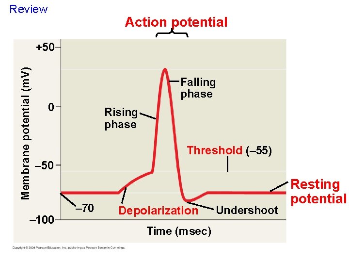 Review Action potential Membrane potential (m. V) +50 Falling phase 0 Rising phase Threshold