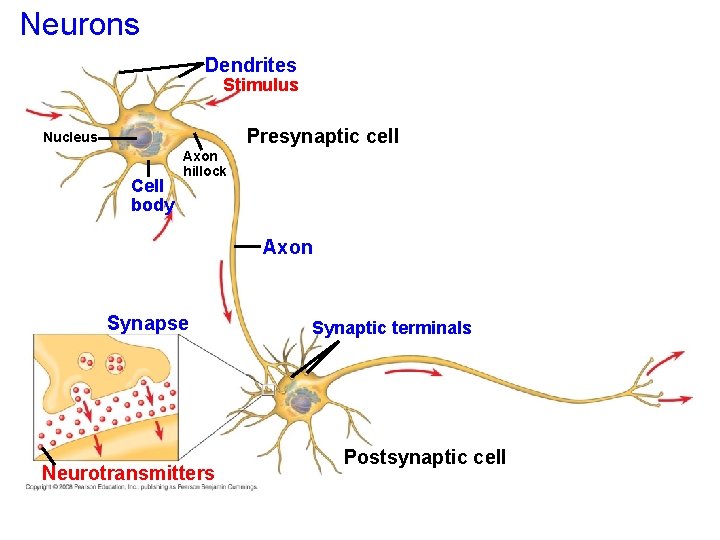 Neurons Dendrites Stimulus Presynaptic cell Nucleus Cell body Axon hillock Axon Synapse Neurotransmitters Synaptic